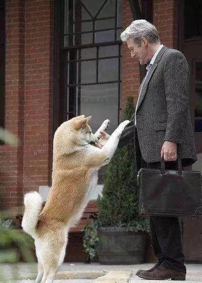 狗狗照顾残疾主人11年，却被4000元贱卖，随后它的动作让人心疼！