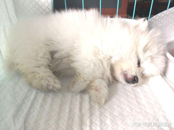 博美都快抑郁了，看到它的状态都心疼，网友：多出去走走！