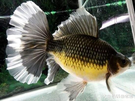 觀賞魚在生長過程中會遇到短暫停滯期，我們不要當做腸炎來治！