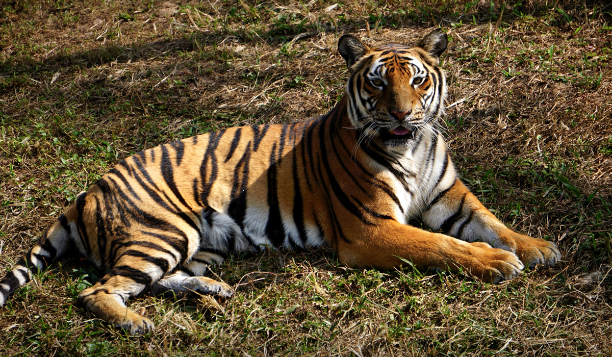 俗话说老虎的屁股摸不得，难道摸其他部位就没事了吗？