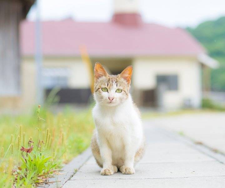 宠物猫和流浪猫：一扇门，却隔着两个世界