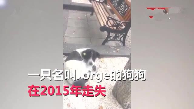狗狗丢失3年，主人一直在寻找，结果令人太意外