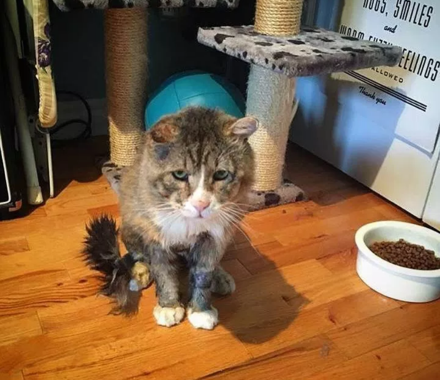 饥肠辘辘的流浪猫向女子讨食吃，女子见它虚弱不堪，索性带回了家