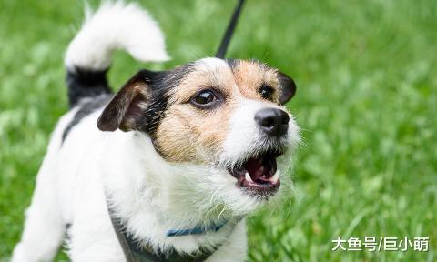 小型犬天生胆小？其实不少大狗也怂，体型不能决定狗的性格