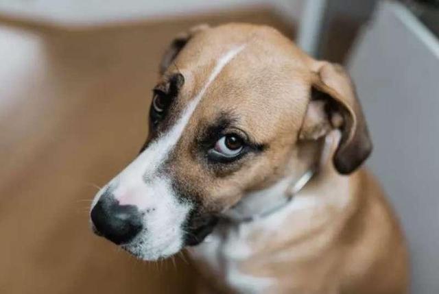 养狗常见6个训犬错误，狗狗做坏事，可能就是这样养成的