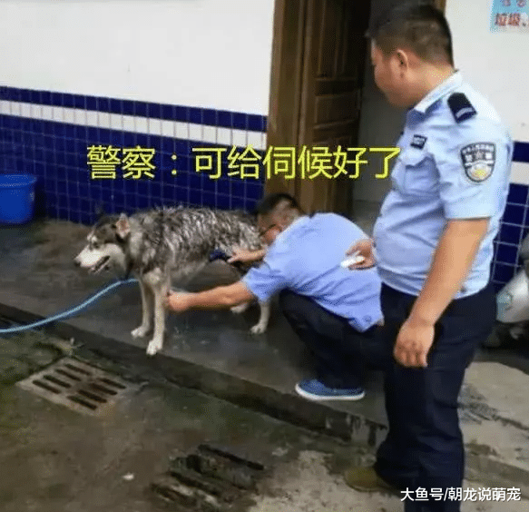 狗狗咬死邻居家母鸡，主人报警讨回公道，不料二哈到警局却是这待遇