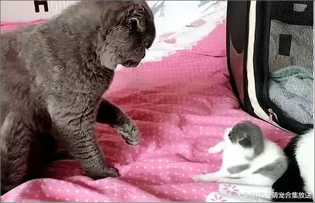 蓝猫正在欺负小奶猫，主人立马跑上前阻止，走进一看傻眼了