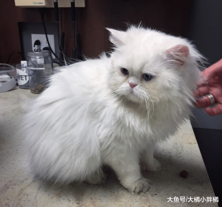 白猫将被安乐死，只因它不会喵叫，救过它一次的兽医却不忍心下手