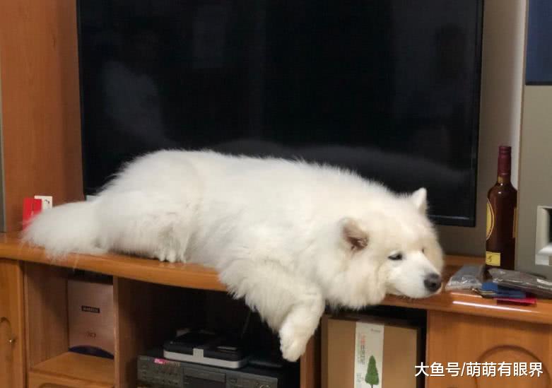 门上写着“内有狼狗”，定睛一看，出来个什么玩意儿！你们忍住别笑！