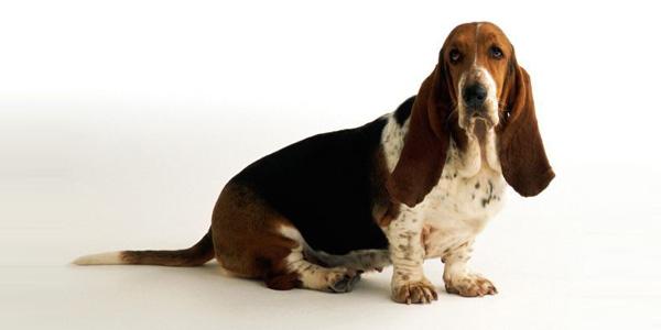 13种大耳朵狗，再给你一次机会你会选择这些“扫地僧”吗？