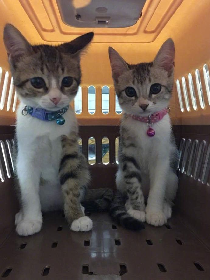 打猫不打脸，这是规矩