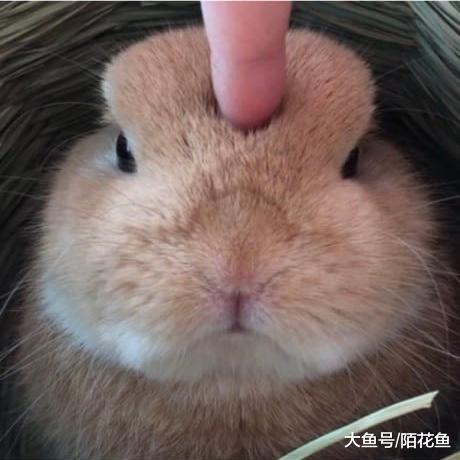 为什么不要随便戳兔子的头，原来是这么一回事