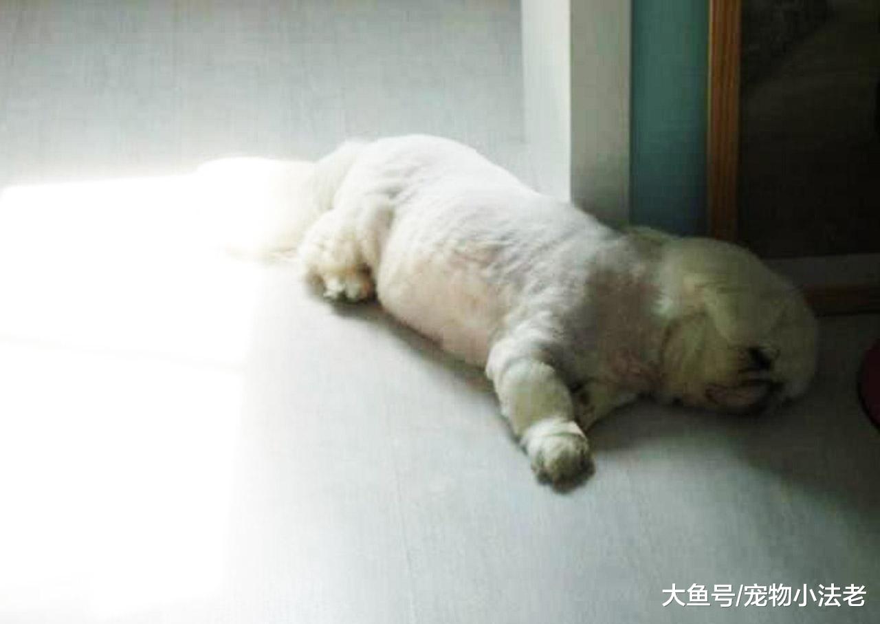 检测狗狗是否真的爱你，从这5个睡觉地方，就可以轻易判断出来！