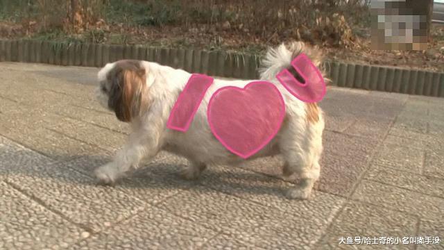 狗狗身上的图案居然是I LOVE U , 带这条狗求婚一定成功