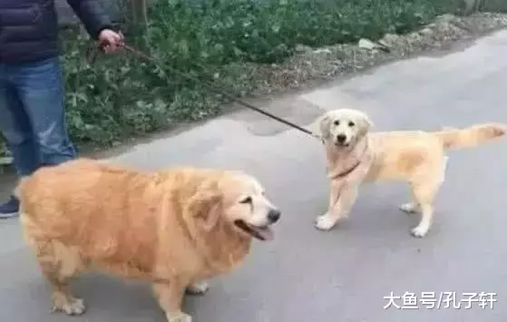 养了一只小金毛，半年后华丽转身，主人都想要哭了