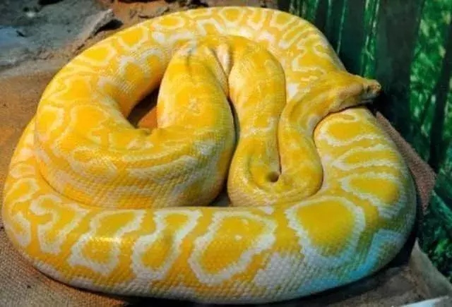 蟒蛇究竟能不能培養出感情? 究竟為什么有很多人喜歡養蛇當寵物? 講幾個有關養蛇的故事
