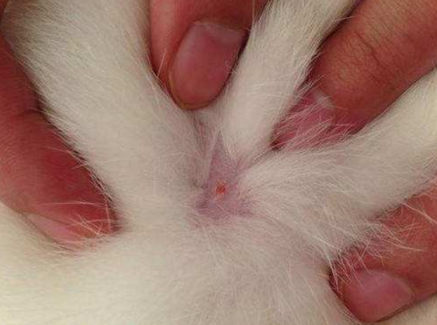感觉生活在猫的世界里，只要睁眼，随处可见猫毛？就该这样打理