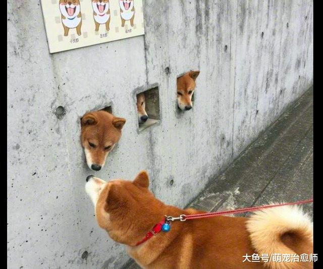 网友遛狗遇见三只柴犬，自家柴犬好奇盯它们看：在里面好好改造哦