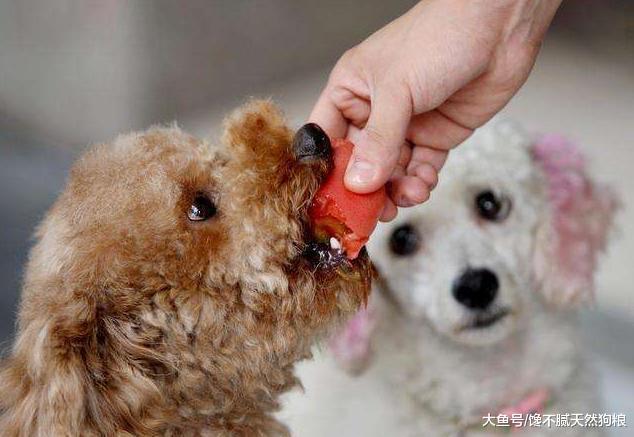 干貨——養狗三年總結的6條經驗，讓你少走一些彎路！