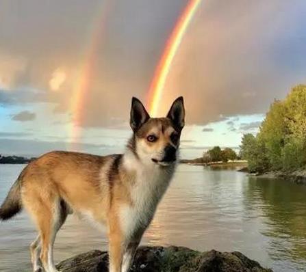 4种很罕见的狗狗品种，你了解有多少？