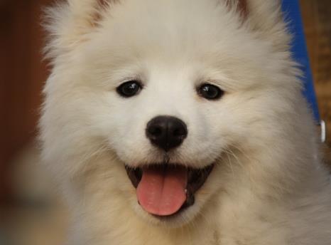 薩摩耶生了一窩奶狗，看著臉盆里的奶狗，口水直滴答，笑哭主人