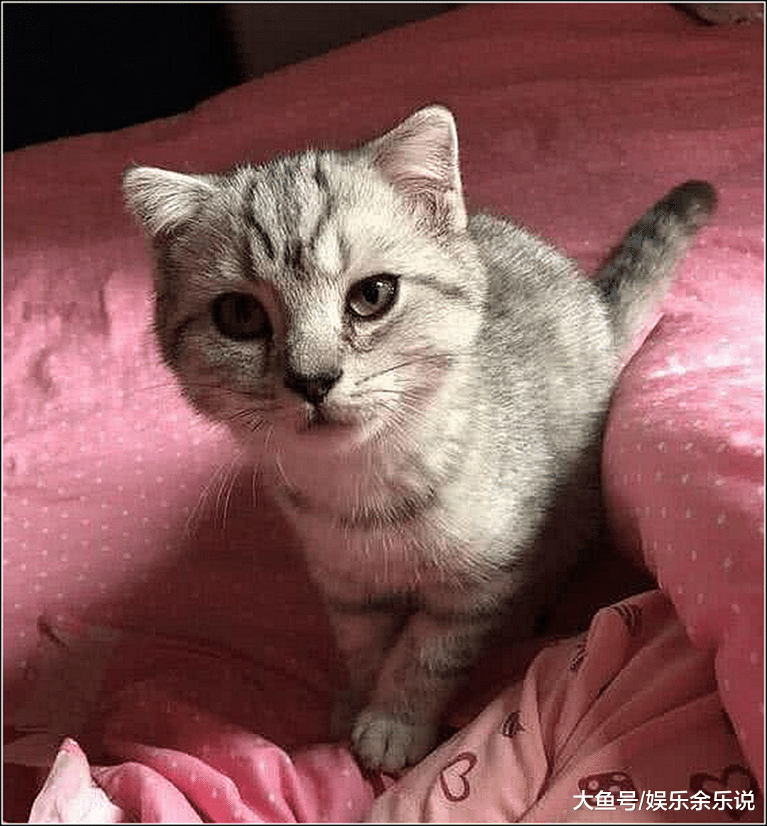 朋友送了一只小奶猫，养了一个月后发现不对劲，仔细一看傻眼了