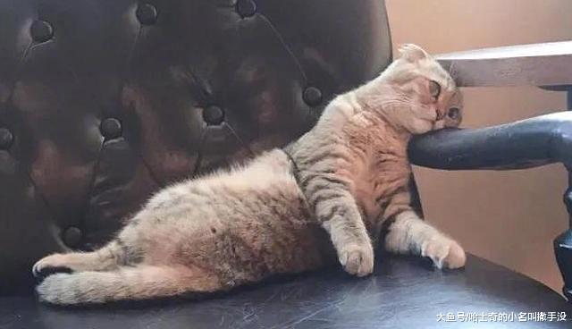 貓咪咖啡館的貓，接客累到開始懷疑貓生，這姿勢絕對是生無可戀了