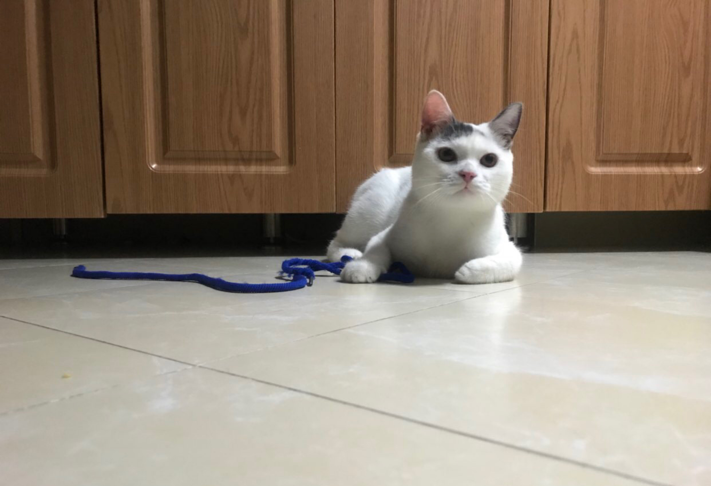 自从养了猫，不是被气哭就是气笑了！经常干这种事笑疯了……