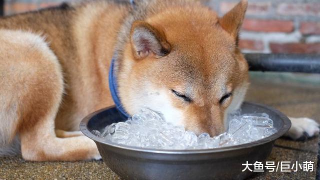 狗狗比人更怕热，25度室温是红线，吹风扇根本无效