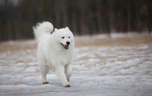 过量喂食很危险 萨摩耶吃撑了怎么办