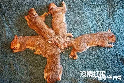 一群松鼠缠绕在一起，以为是贪玩导致，结果医生的话让人痛心！
