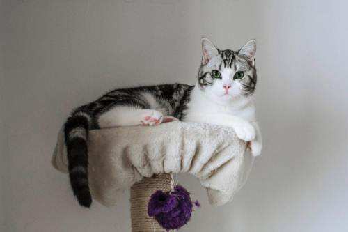 猫小时候vs长大后“讨食”，虔诚模样萌翻铲屎官，网友：神同步