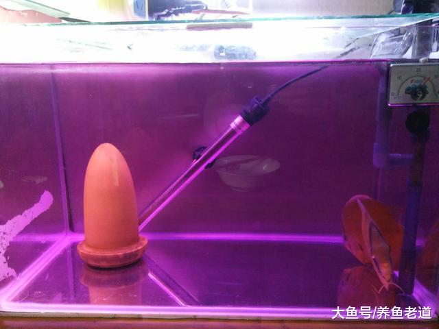 为什么在鱼缸里下盐和高锰酸钾也会死鱼，是不是药量的问题？