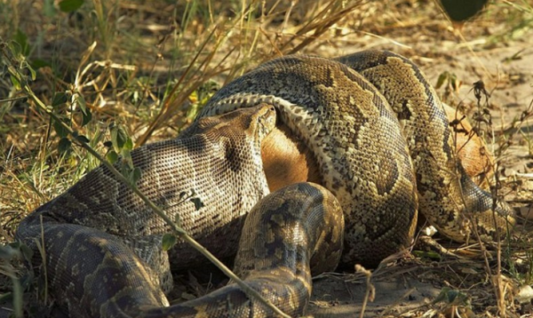 惊险！看看非洲土著人是如何捕捉巨蟒的