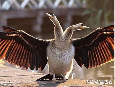 双头的动物你们见过吗？看着都感觉恐怖，真是世界之大无奇不有！