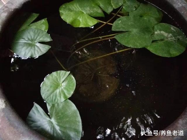 冬天不用加温的观赏鱼，都有哪些品种，所有的热带鱼都要加温吗？