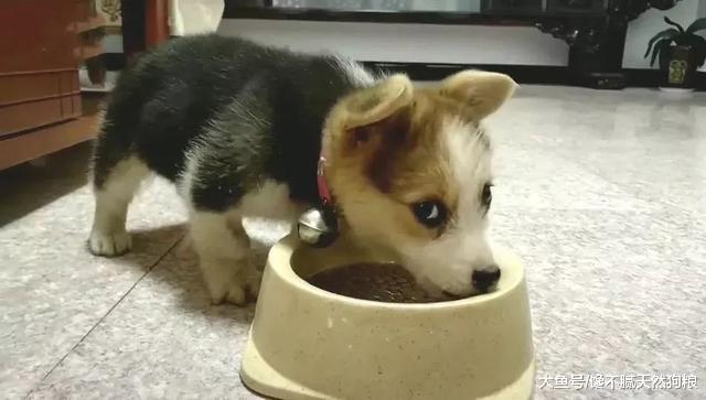 柯基拉稀怎么办？分析原因及找解决办法