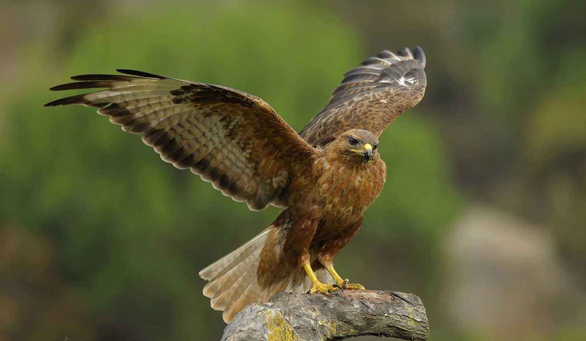 同体型野生动物中，战斗力是以猫科为尊，还是以猛禽为尊？