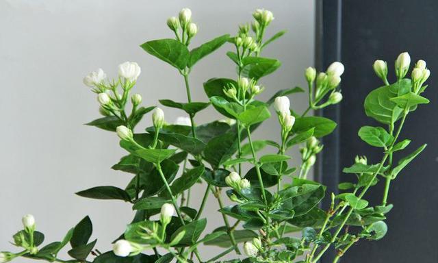 茉莉花长“春芽”，这“1步”不能少，做好开花才爆盆，满院飘香