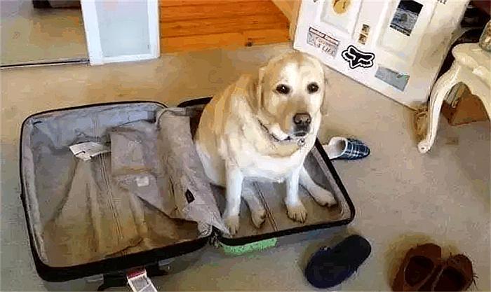 主人出去玩，如果不带狗的话，回家后你敢睁开眼睛看吗？