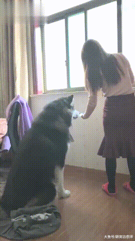 網友第一次帶女友回家，阿拉斯加就變得好乖，開始討好女主人了？