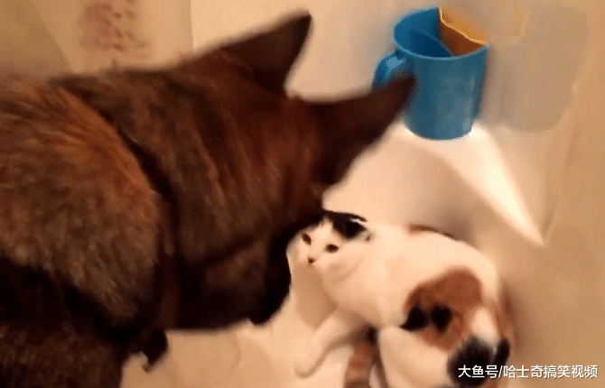 网友的德牧3岁了，却当了2年的“管家”，猫咪被管得很老实