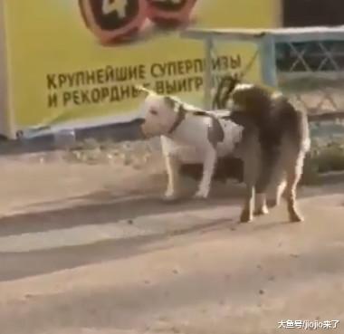 超善良的流浪狗看到一只斗牛犬被绑着！于是，它伸出了援“嘴”