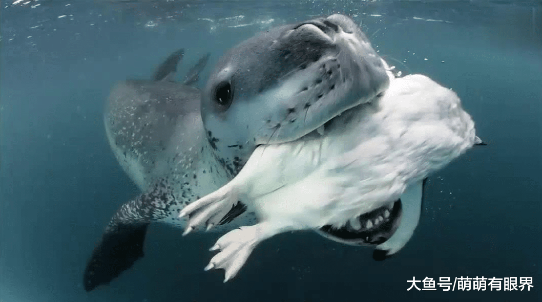 摄影师在南极洲遇到一只热心肠海豹，海豹把他当成废材，天天给他喂吃的……