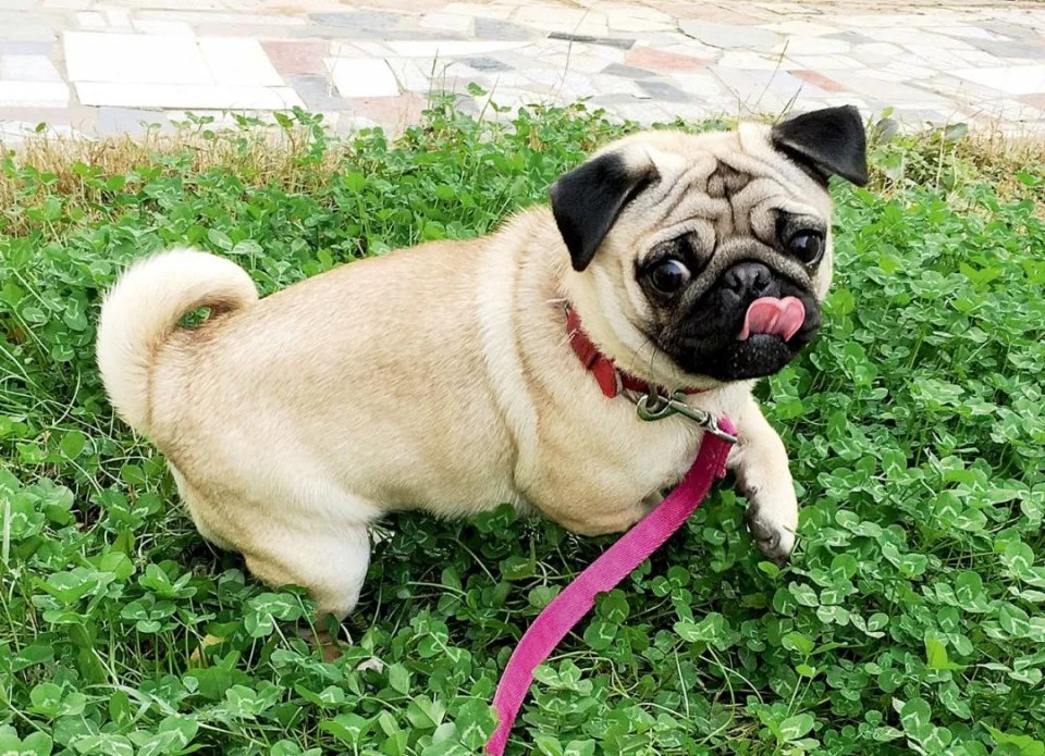 在饲养巴哥犬之前 请先好好阅读巴哥犬饲养指南！