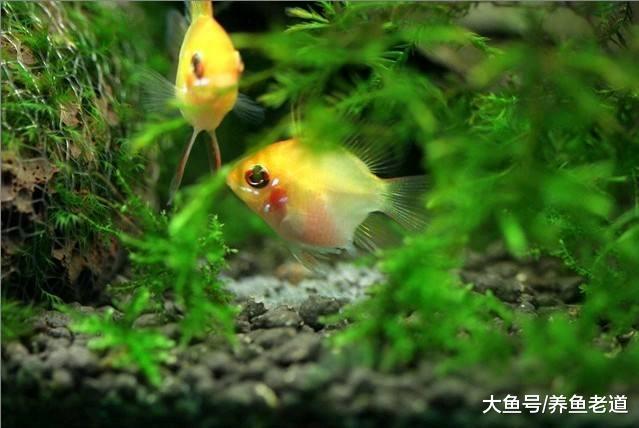 飼養觀賞魚，會有哪些因素影響到水中溶解氧的含量？