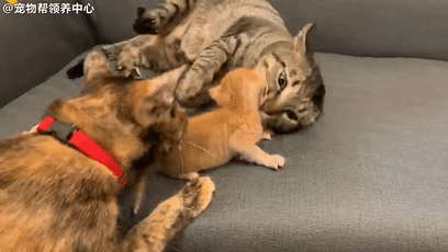 笑哭！猫爸粗犷手法带小奶猫，被猫妈看到了：等会儿再收拾你！