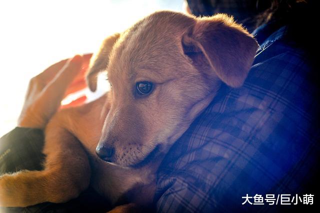 狗狗会被巨大声响吓到？面对害怕巨响的狗狗，主人应该怎么办？