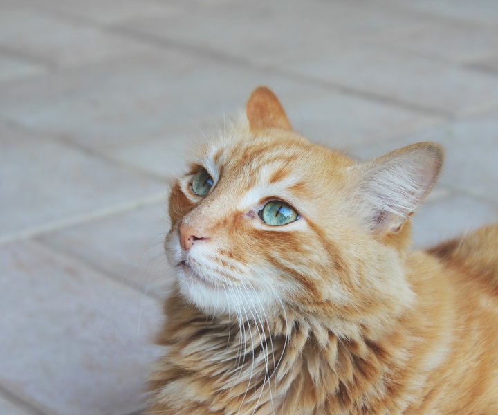 当猫咪有这6个变化，意味着它即将老去了，宠主不要忽略它了！