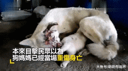 伟大母爱！流浪狗妈车祸重伤，眼球都要掉出来，拼死回窝只为给狗宝喂奶